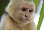 #monkeyland:3