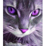 Purple Catz Group