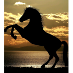EverGreen Stables Official Group!