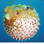 PuffferGang