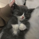 kittensy