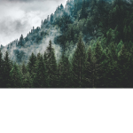 Pine tree creations