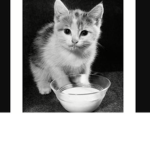 Cat Empire