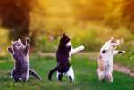 Cats are cute and crazy