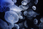 Jellyfish United!