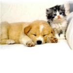 love cats and dogs