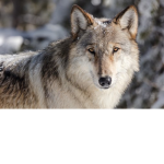The Nitro Wolf Pack