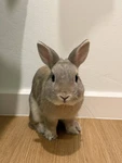 Luna's Backrooms Group Thumbnail