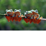 Frog People!!!!!
