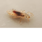 lice havers