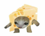 Rain and cheese