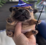 wizard pibble