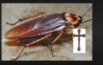Roach Group For Fans!!!
