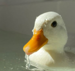 {Ducks.}