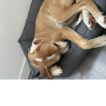 The world of brilliant dogs