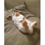 Bunny's Giveaway's <3
