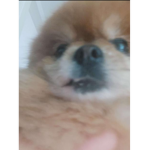 the doges only doge