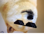 DOGEY DOGE DOGE YEA
