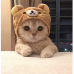 uwu gang exclusive