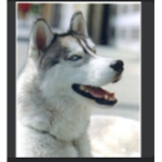 #Team Siberian huskies