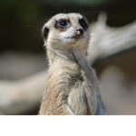 Meercatzz Clothing