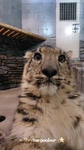 Sum's Sneps