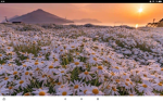 Thousands of Daisys