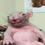 Mole Rat Chuck Gang