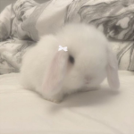 ୨୧ mocha ୨୧