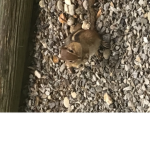 Squirre
