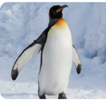 da penguin gang!