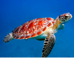 Sea turtle L O VERS