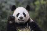 FlyBamboo