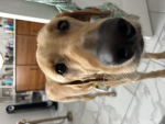 Thepipfan694