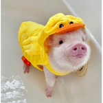aesthetic pig group