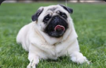 Bedpizza
