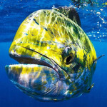 Nevermoor's Murder Mystery