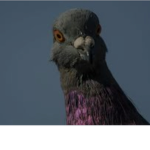 pigeon people united