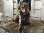 The Dog Bro Log