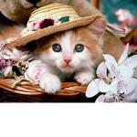 cat group for the people who love cats
