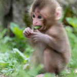 #MONKEY NATION!