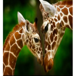 Giraffe Community
