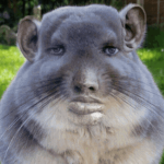 chinchillas yo