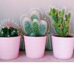 ~Kawaii Cactus~