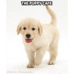 The Puppy Cafe