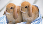 sunflower rabbits