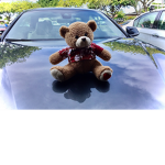 Bear Capital