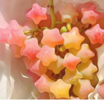 ~Mango and strawberri~