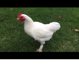 The chicken castle