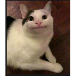 Priscillas cat Group